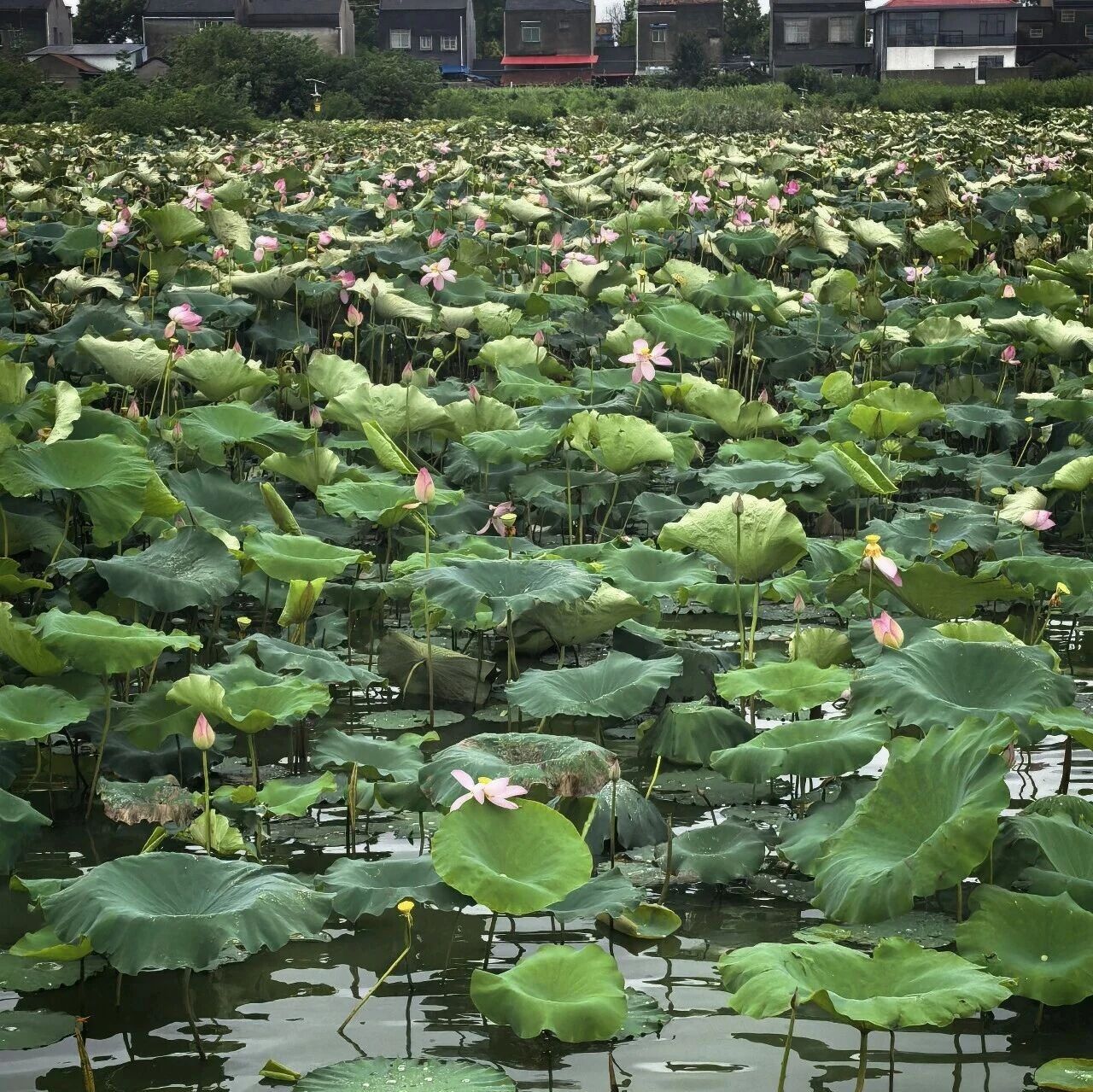 抖圈- 为du而生